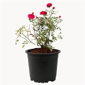 Miniature rose, button rose (red) - plant
