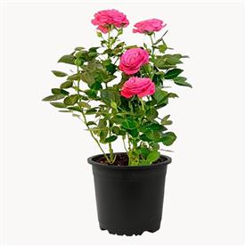 English rose (pink) - plant