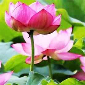 Lotus, nelumbo nucifera (pink) - plant