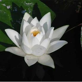 Water lily (any color) - plant