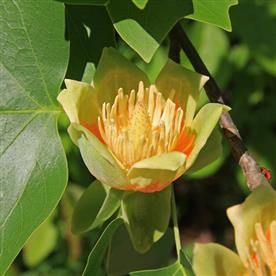 Liriodendron, tulip tree, tulip poplar - plant