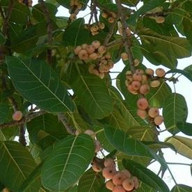 Ficus infectoria, white fig