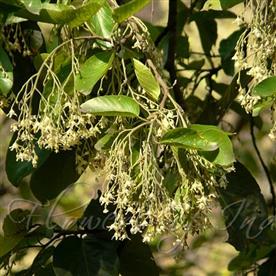 Sal tree, shorea robusta
