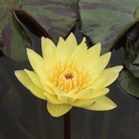 Water lily ( yellow ) - plant
