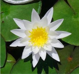 Water lily ( white) - plant