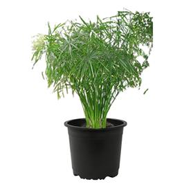 Papyrus grass, umbrella sedge - plant