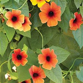Thunbergia (any color)