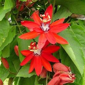 Passion flower, krishna kamal, passiflora vitifolia