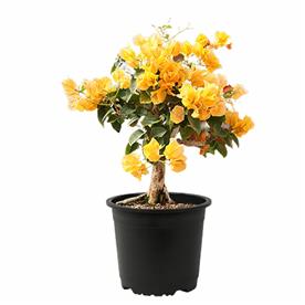 Bougainvillea (yellow) - plant