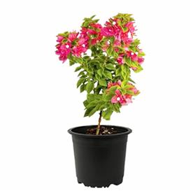 Bougainvillea variegated (pink) - plant