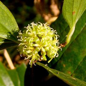 Kumarika, smilax wightii - plant