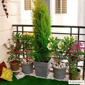 Small apartment sunny balcony garden