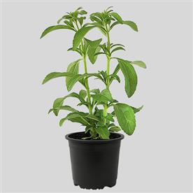 Stevia plant, stevia rebaudiana