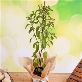 Auspicious tulsi plant with jute wrap