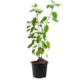 Rama tulsi plant, holy basil, ocimum sanctum (green)