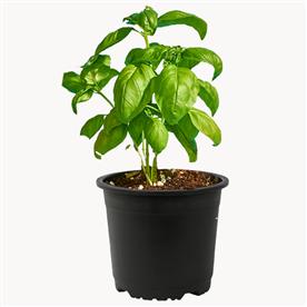 Sabja plant, sweet basil, ociumum basilicum