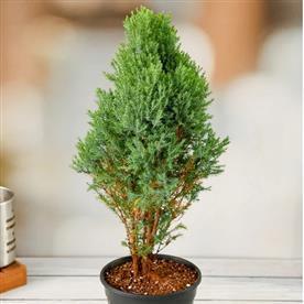 Cypress green