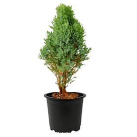 Cypress green - plant