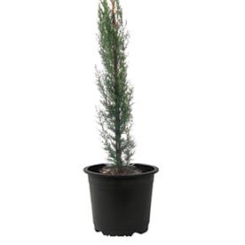 Pencil pine cypress, cupressus sempervirens - plant