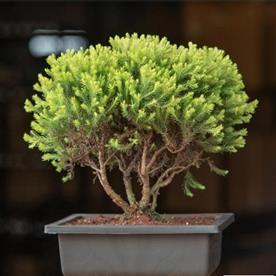 Golden cypress bonsai - plant