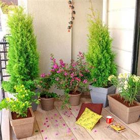 Charming flowering and foliage plants for a garden in balcony