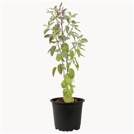 Krishna tulsi plant, holy basil, ocimum tenuiflorum (black) - plant