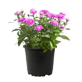 Aster (pink) - plant