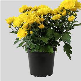Shevanti, chrysanthemum (yellow)