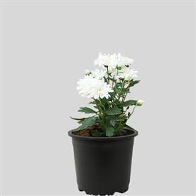 Shevanti, chrysanthemum (white)