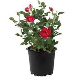 Scented rose (any variety, any color)