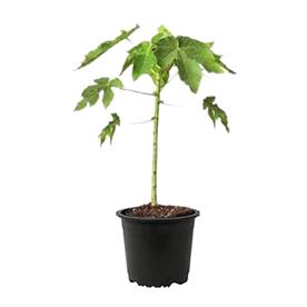 Papaya, papita ( grown through seeds ) - plant