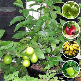 Top 5 fruits plants to grow in pot