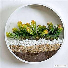 Pebbles to beautify wall terrarium