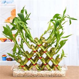 4 layer pyramid lucky bamboo in a tray with pebbles