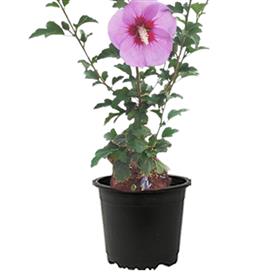 Hibiscus, gudhal flower (purple)