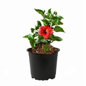 Hibiscus, gudhal flower (red double)