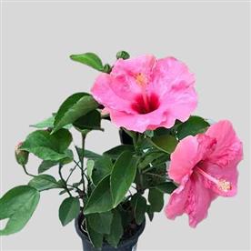 Hibiscus, gudhal flower (pink)