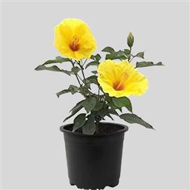 Hibiscus, gudhal flower (yellow) - plant