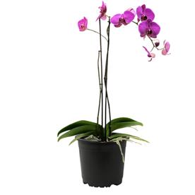 Orchid plant, dendrobium orchid (any variety, any color)