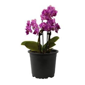 Phalaenopsis orchid (any variety, pink)