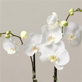 Phalaenopsis orchid (any variety, white)