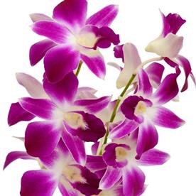 Orchid plant, dendrobium orchid (any variety, wine color) - plant