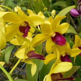 Orchid plant, dendrobium orchid (any variety, yellow)