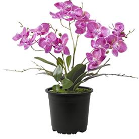 Phalaenopsis mansion ff orchid (white and purple)