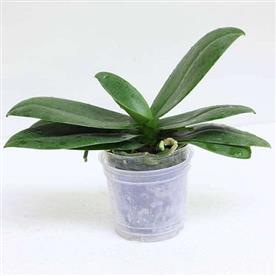 Phalaenopsis orchid (mature blooming size, any color)