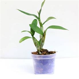 Orchid plant, dendrobium orchid (mature blooming size, any color)