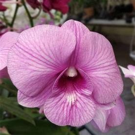 Orchid plant, dendrobium orchid (star pink stripe)