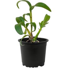 Orchid plant, dendrobium orchid (burana jade)
