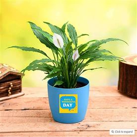Peace lily for wonderful day - gift plant