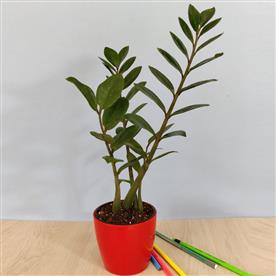 Zz plant for taurus or vrishabha rashi - plant